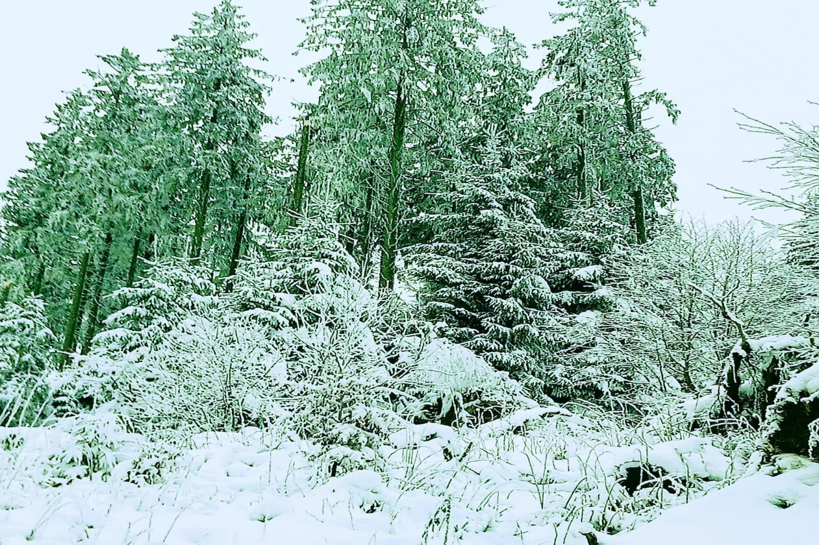 Yalet-Area winter 20km