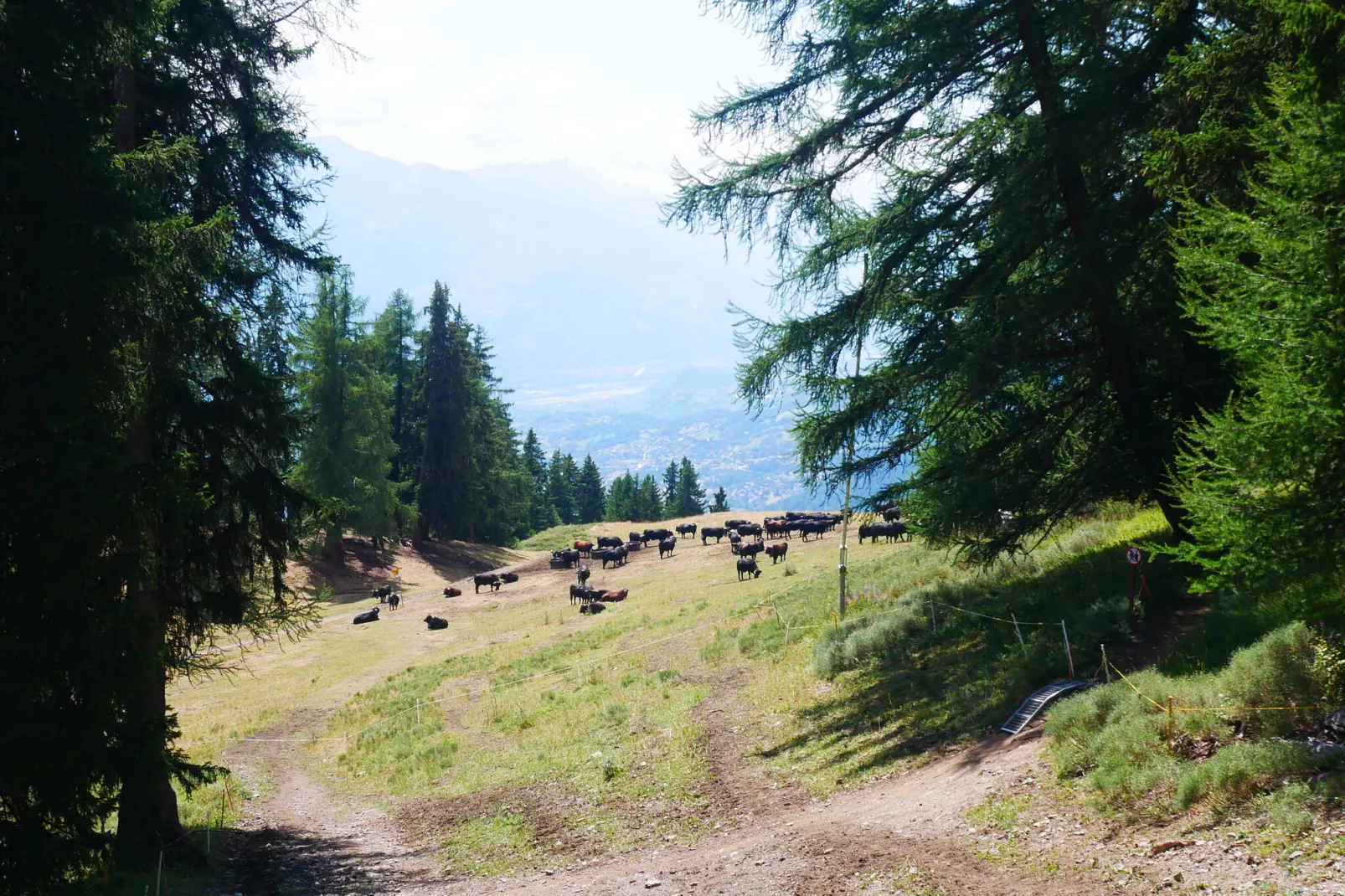 Cransalpin-Areas summer 1km