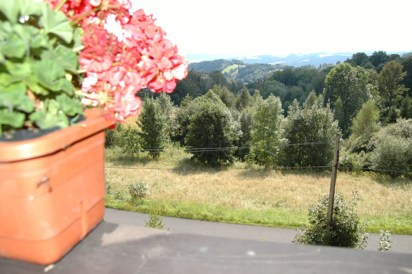 PEJA-View summer
