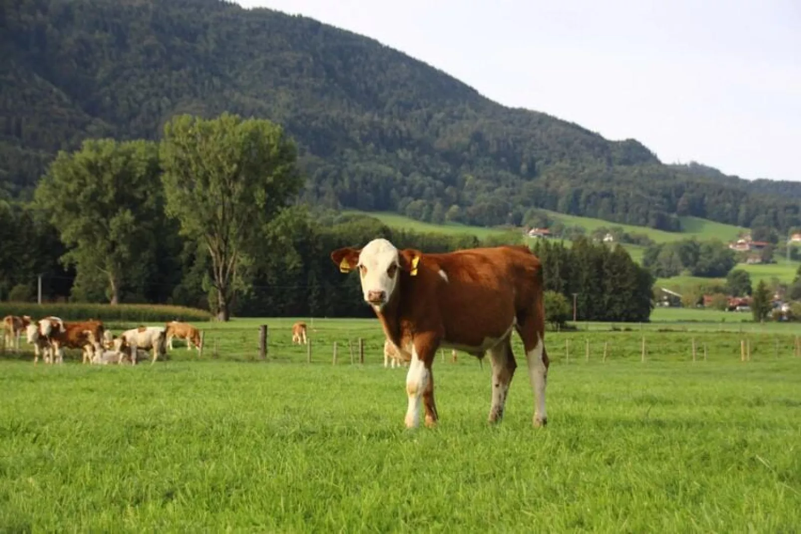 Chalet Gamsknogel Inzell-Areas summer 1km