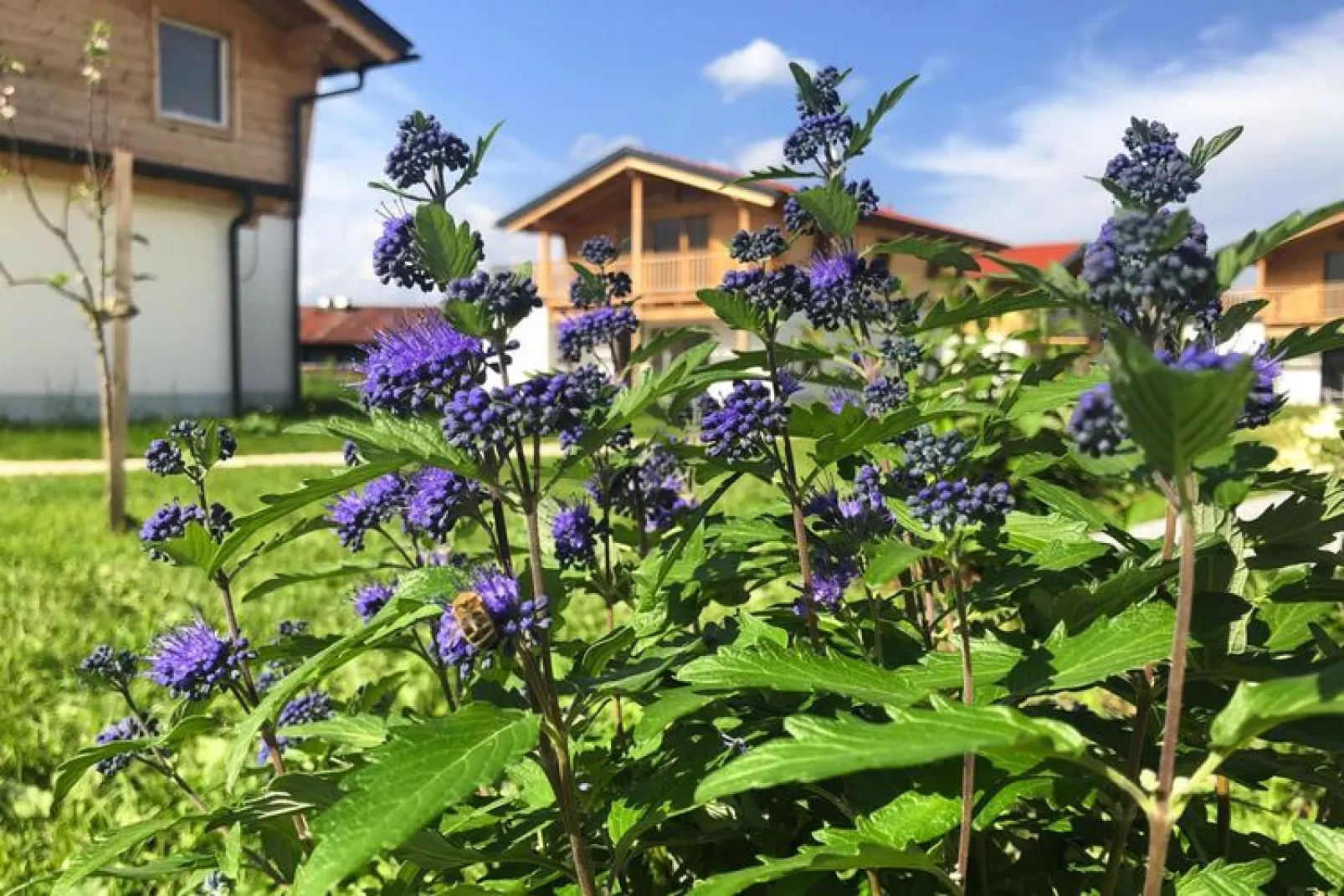 Chalet Falkenstein Inzell-Gardens summer