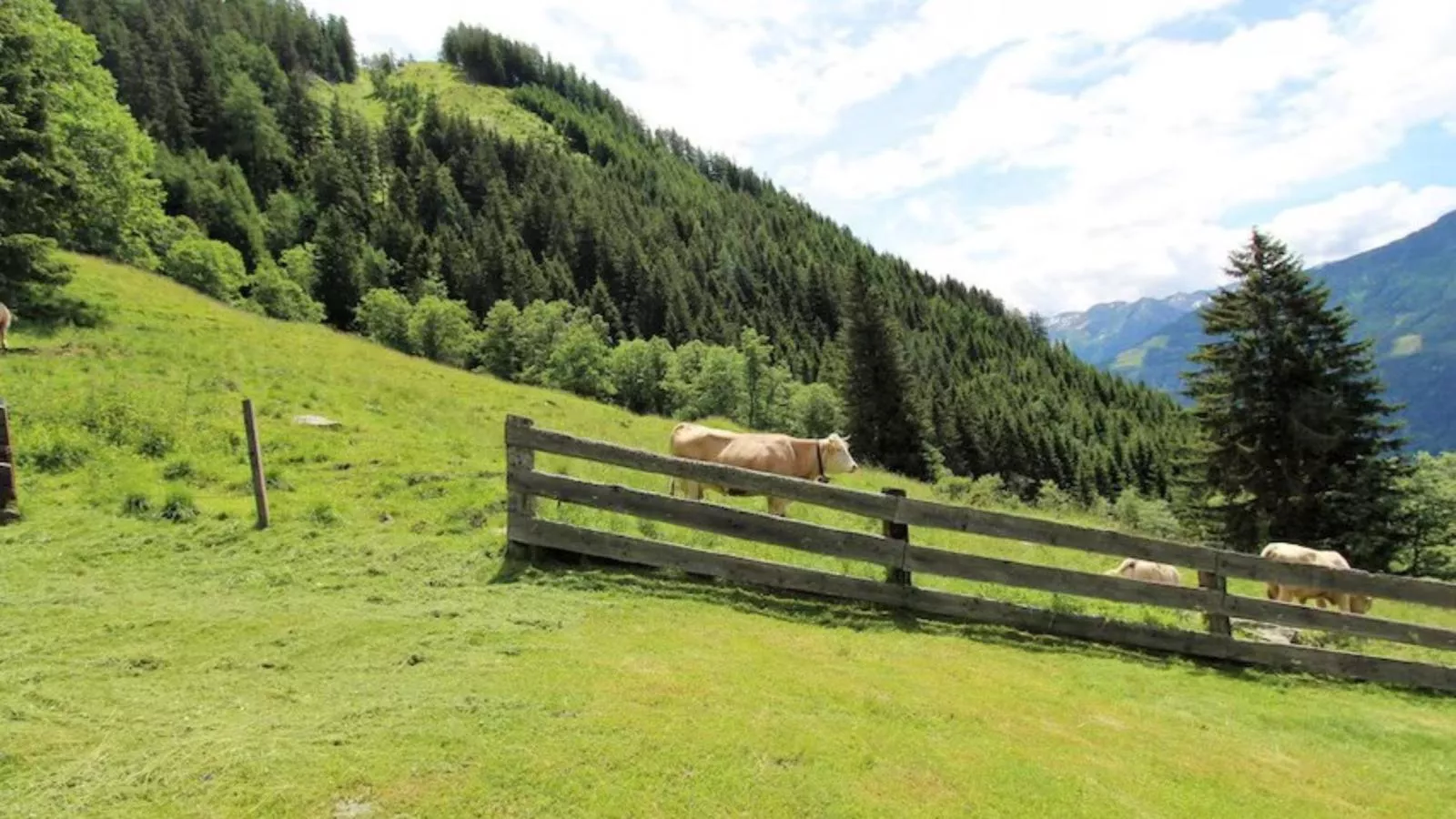 Almhütte Unterhofer-Areas summer 1km