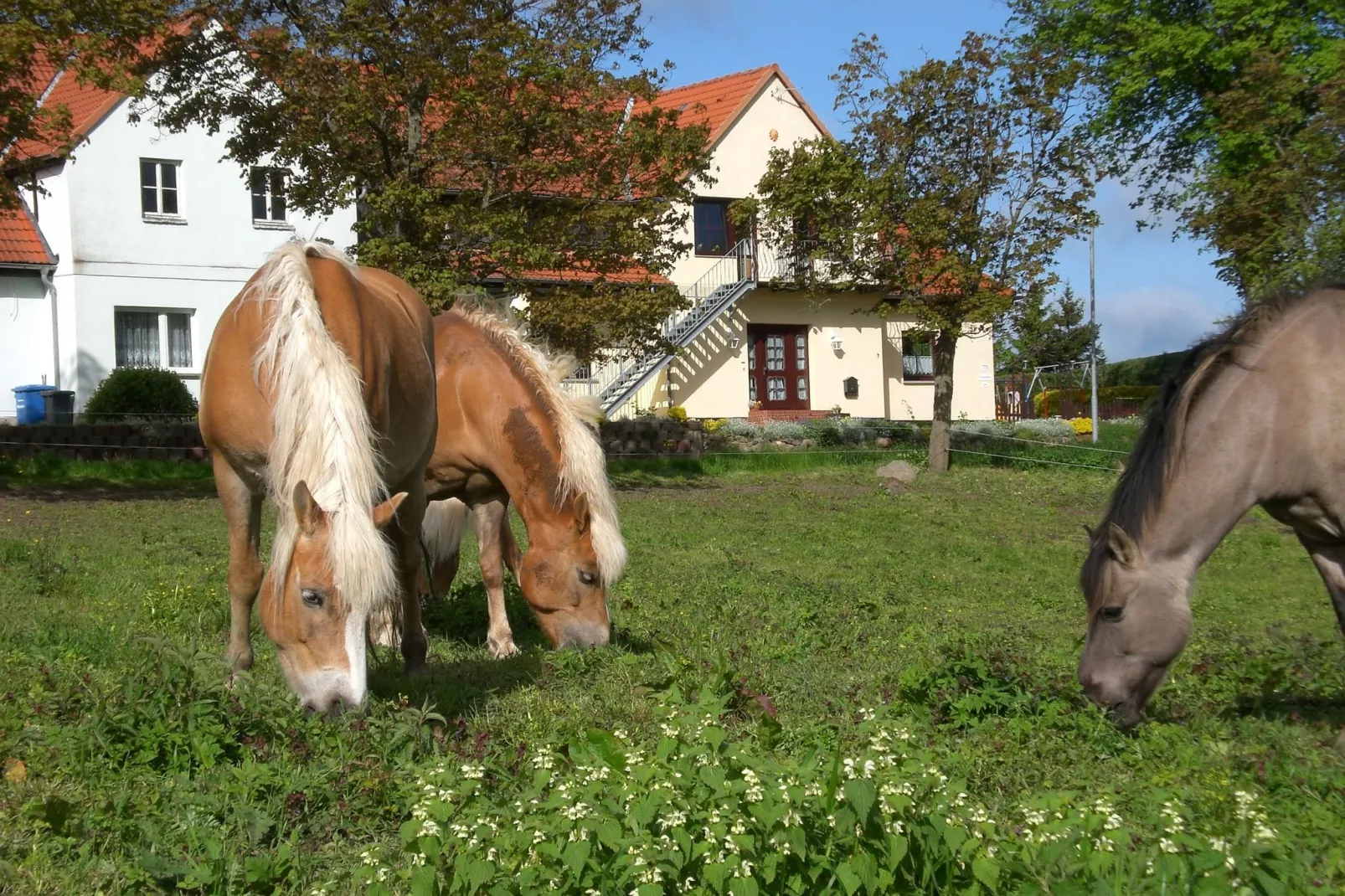 XXL - Ferienwohnungen bei Reiterhof-Areas summer 1km