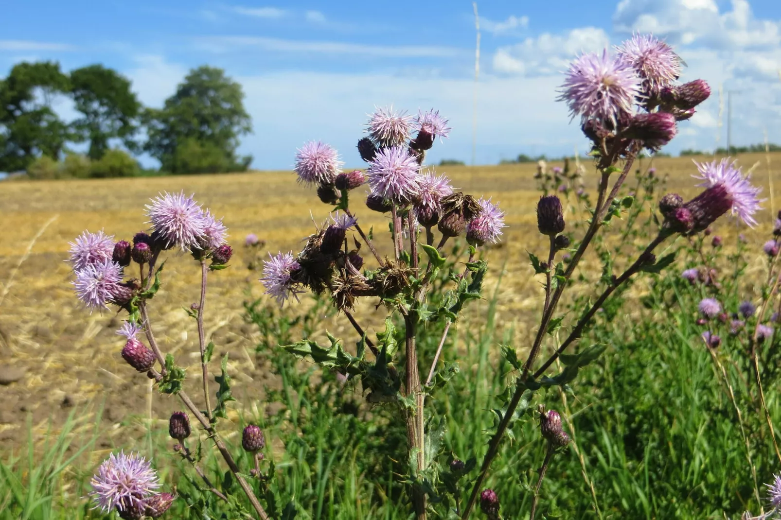 Seeblick-Ambiance