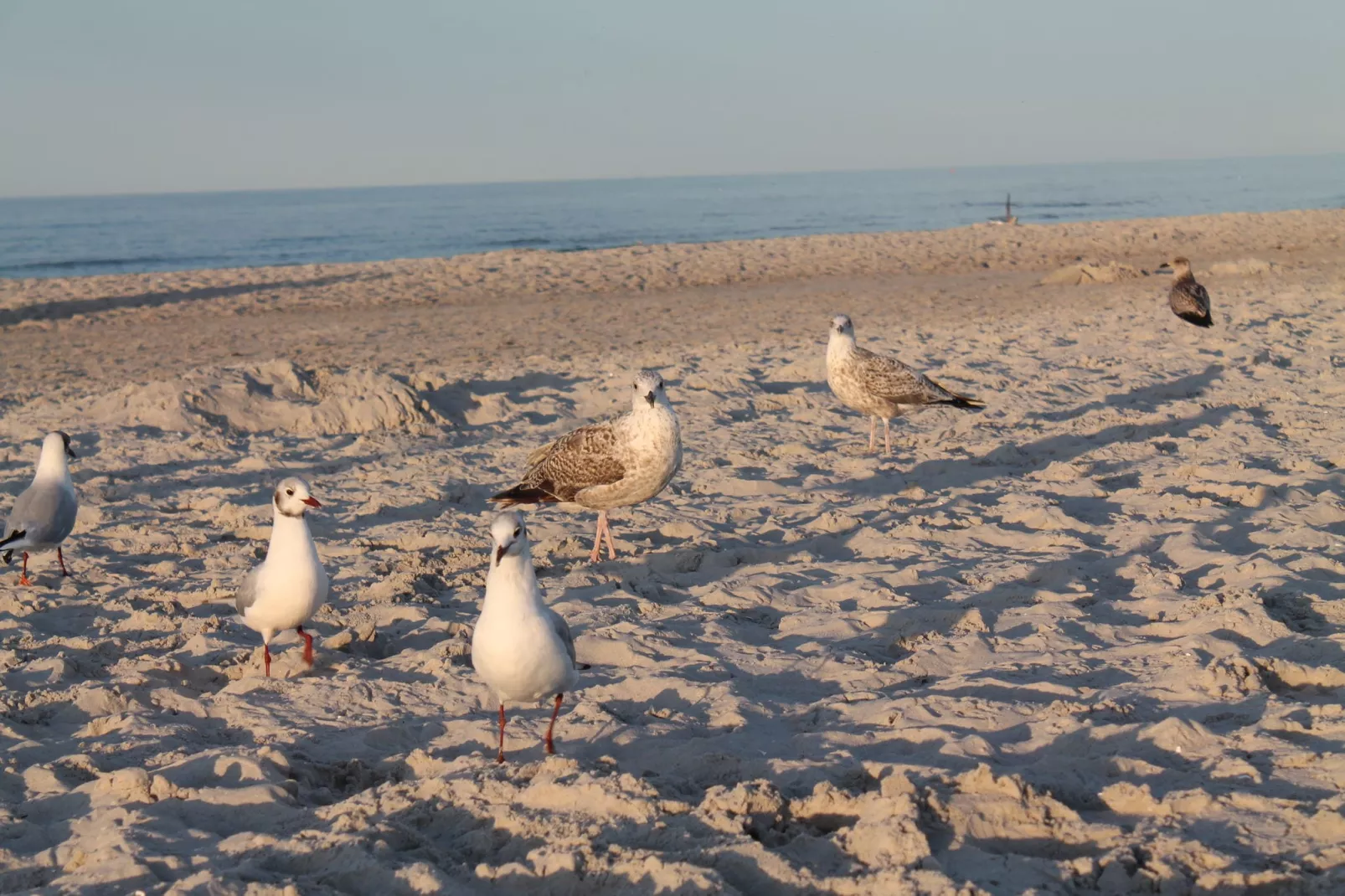 Arko 2 dicht am feinsandigen Strand-Atmosphere