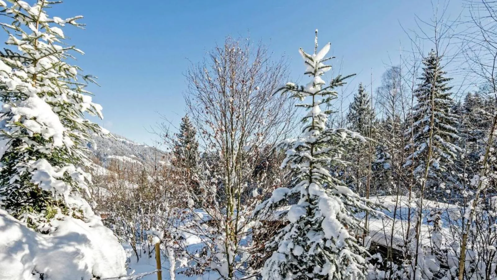 Yosi im Brixental-Area winter 5km