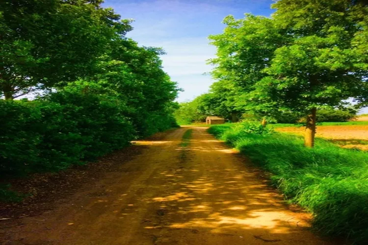 Boshuisje-Areas summer 1km