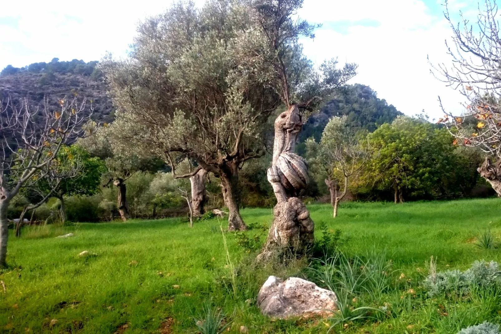 Ca Na Carme (alaronera)-Areas summer 1km