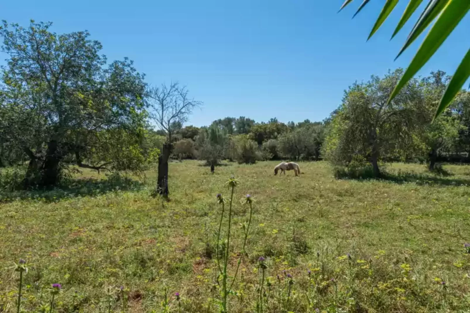 Can Rafalino-Areas summer 1km