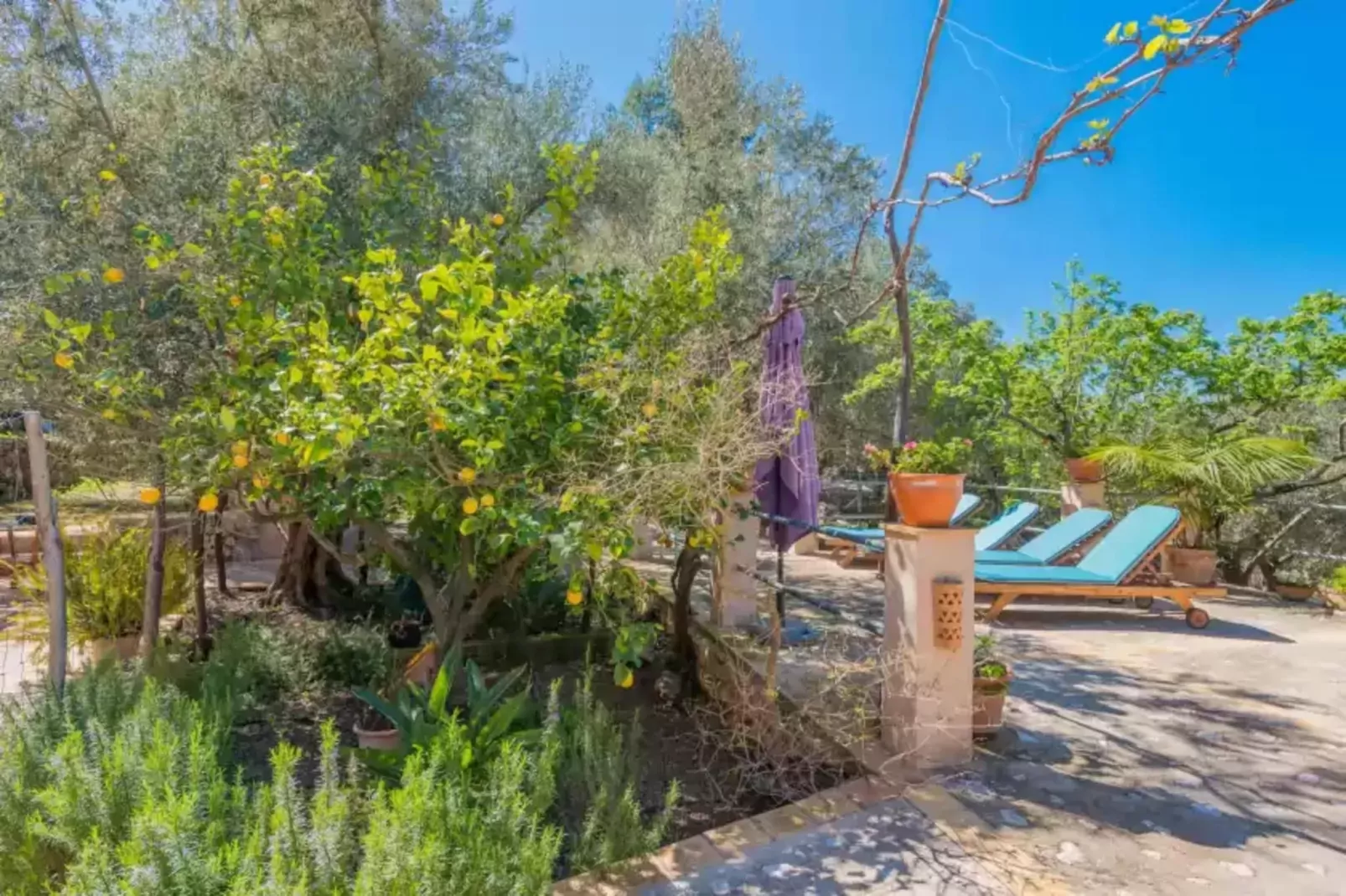 Can Mateu-Gardens summer