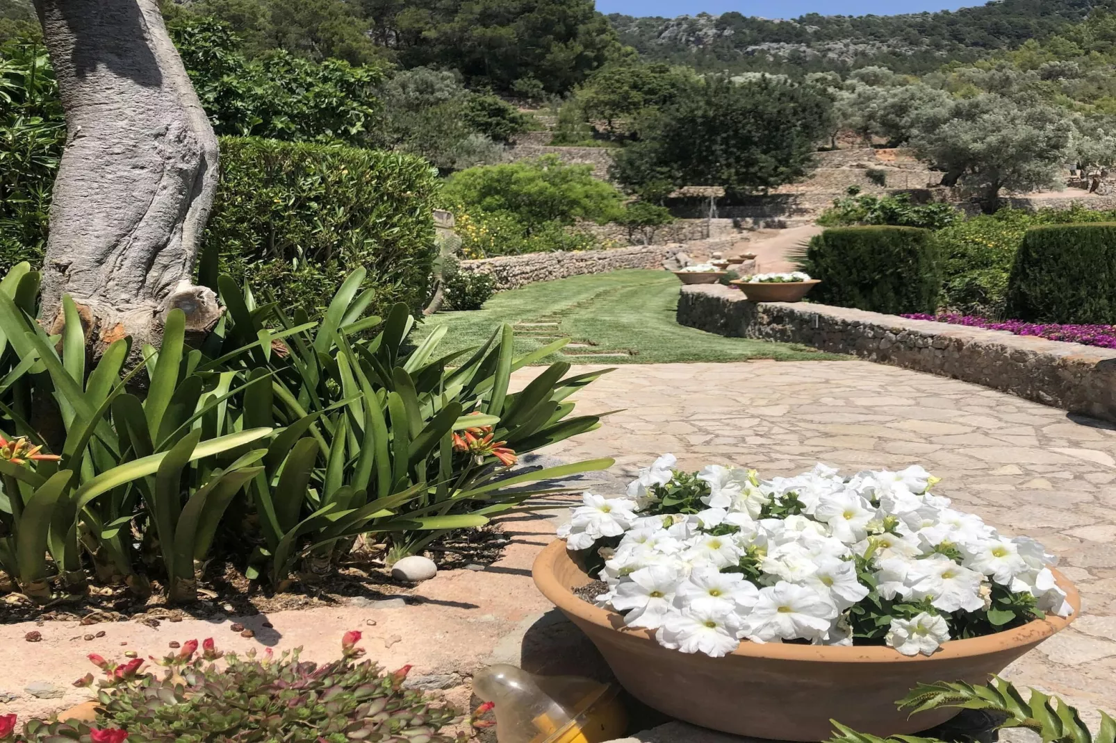 Casa Hidalgo-Gardens summer