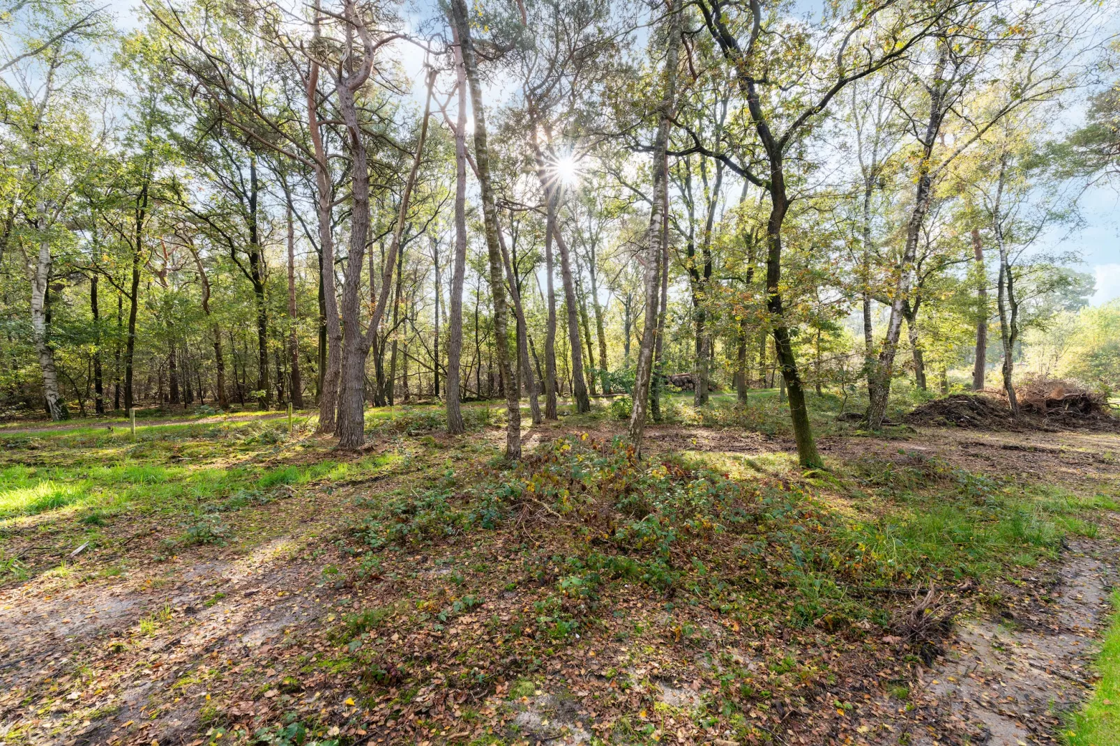 Vakantiewoning Boszicht-View summer