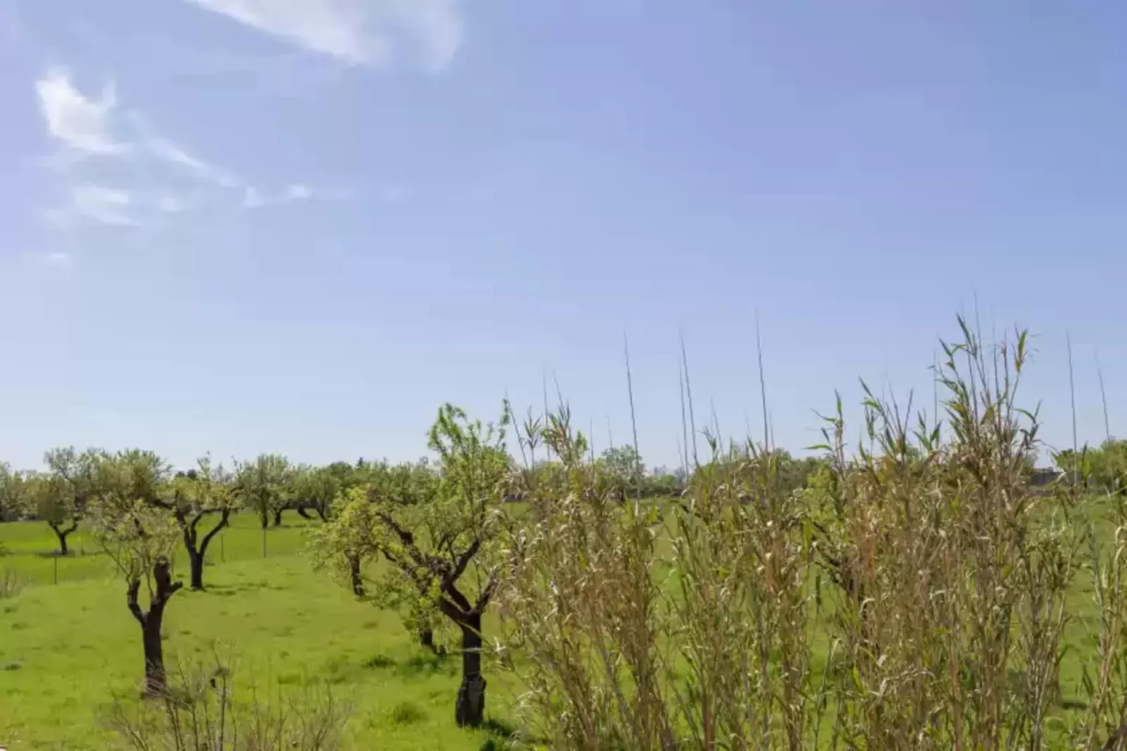 Finca Can Diego-Areas summer 1km