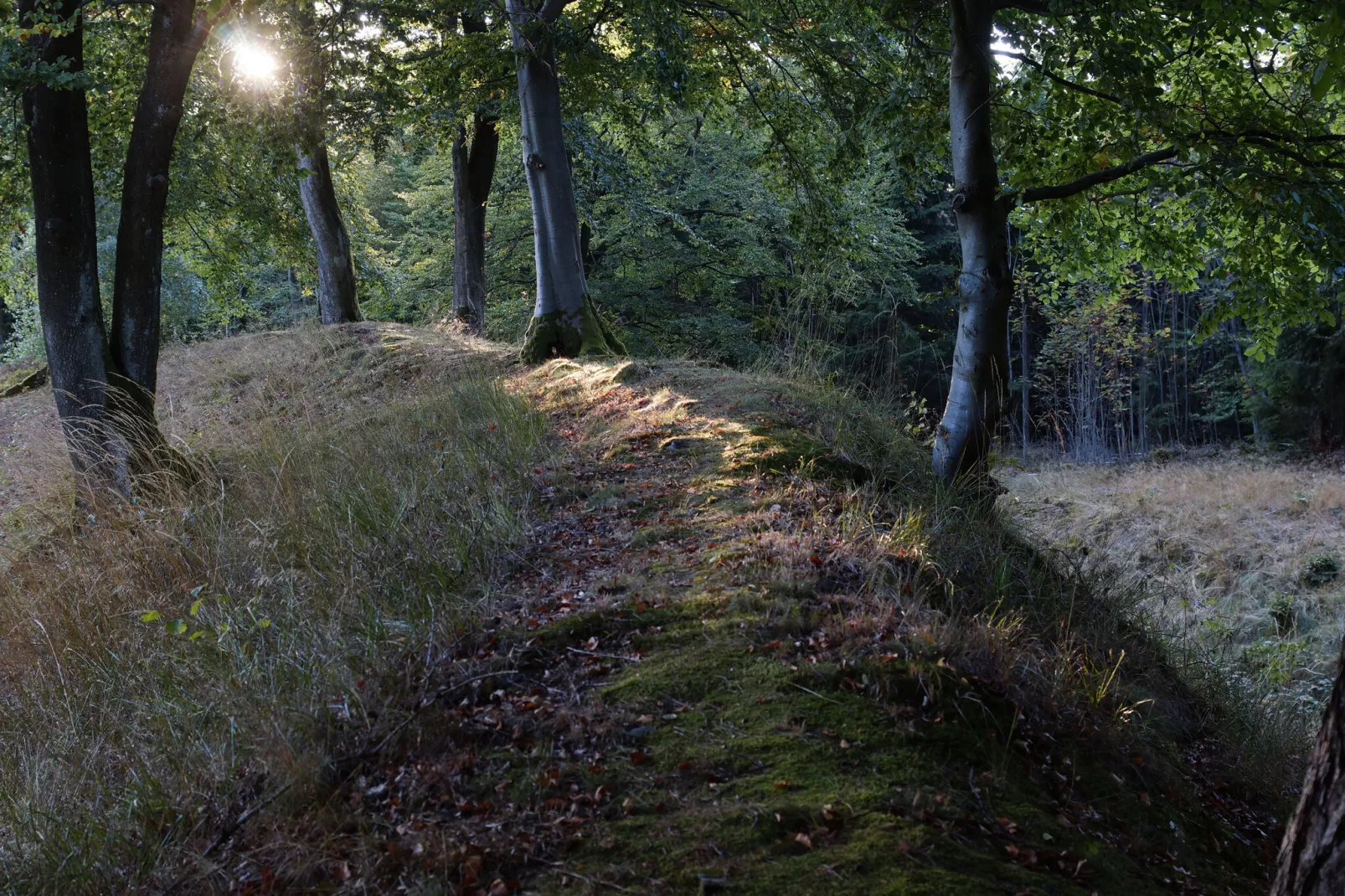 Aarbachblick-Areas summer 5km