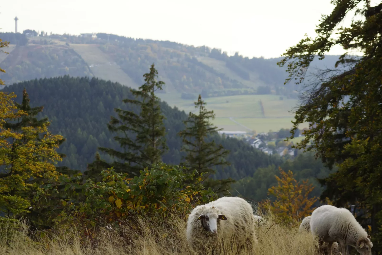 Aarbachblick-Areas summer 5km
