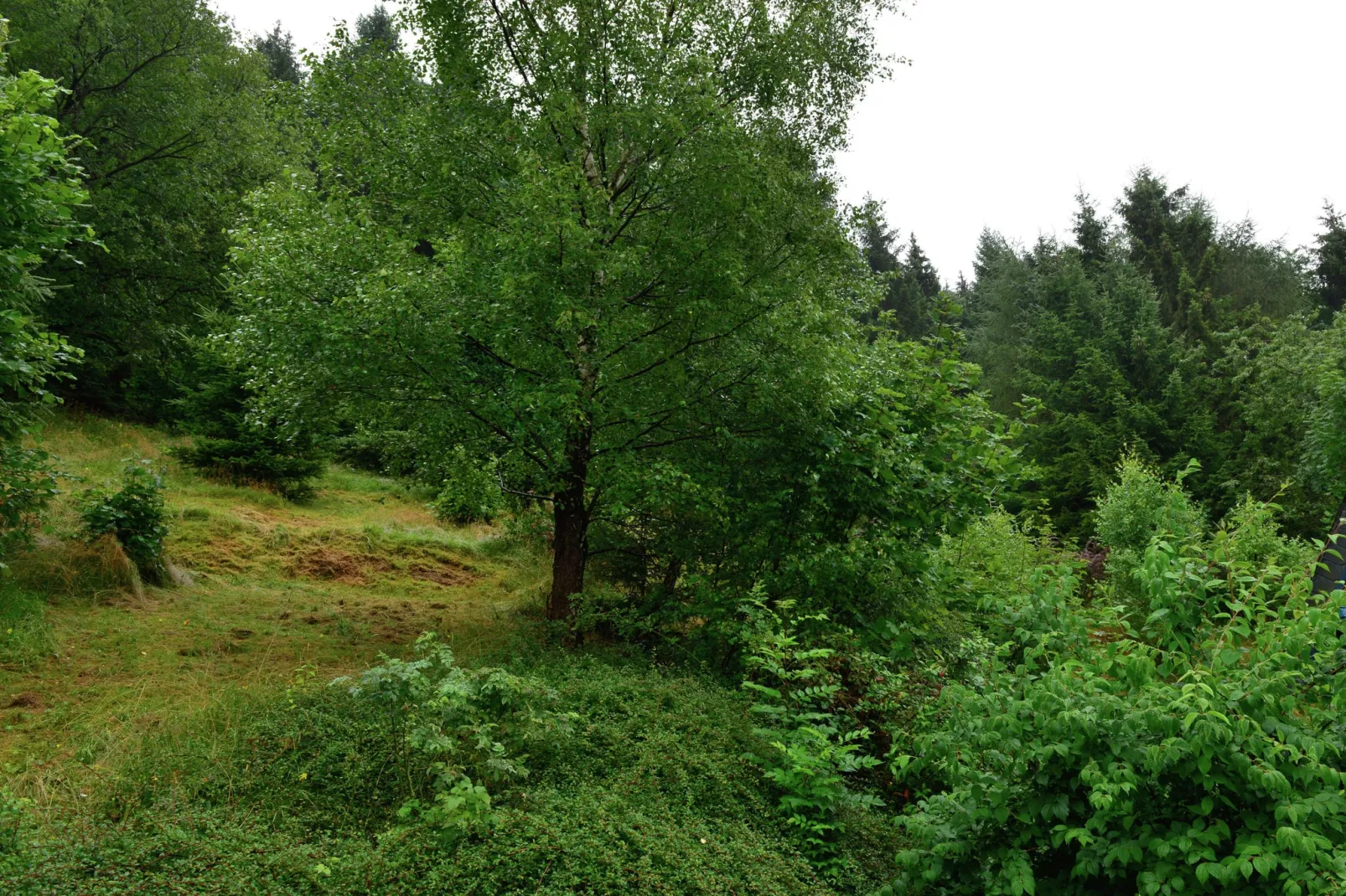 Willingen-Zones été à 1 km