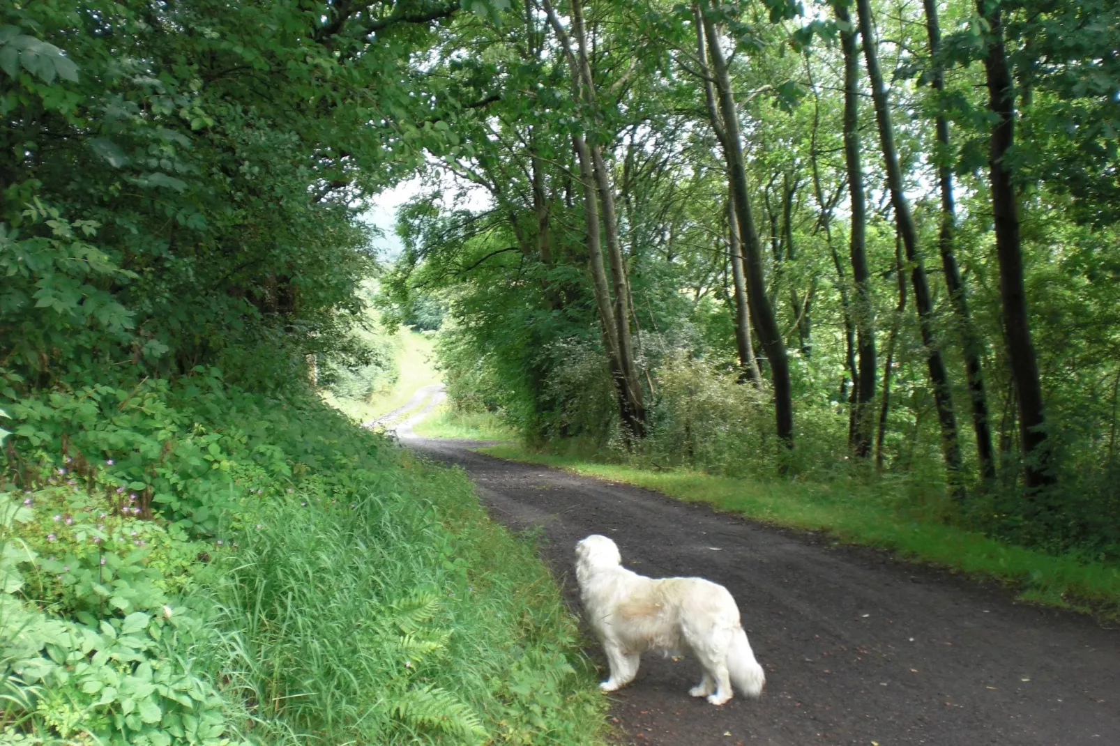 Im Knüllgebirge-Areas summer 1km