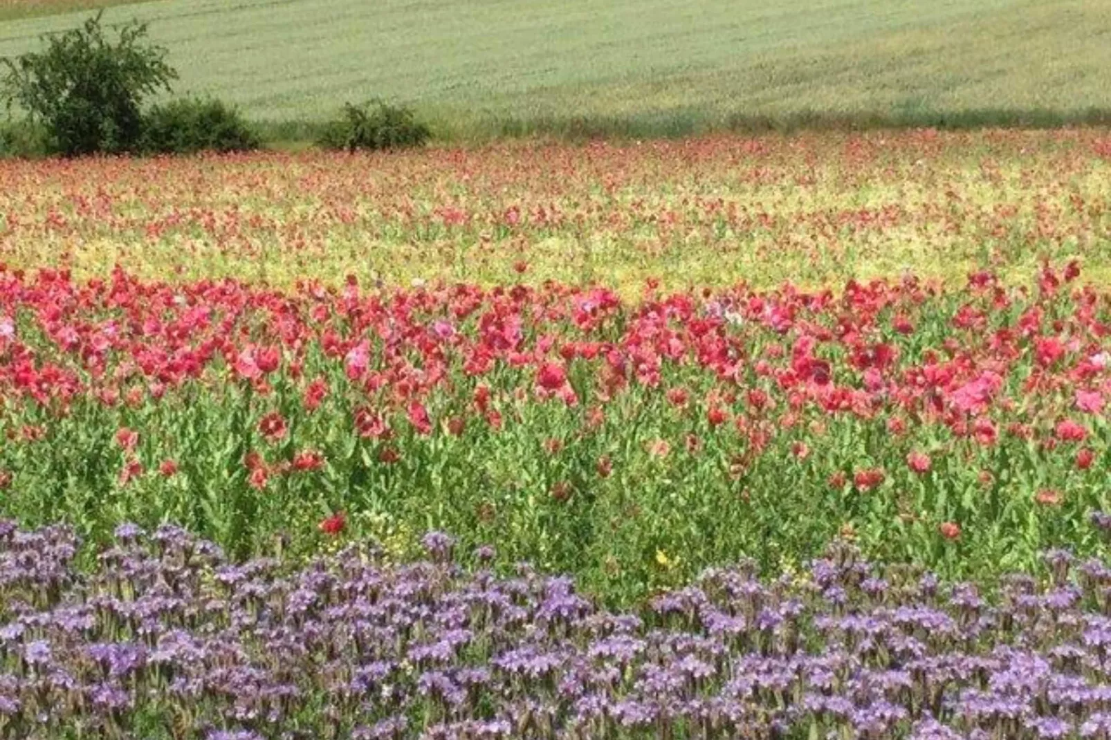 Großalmerode-Areas summer 5km
