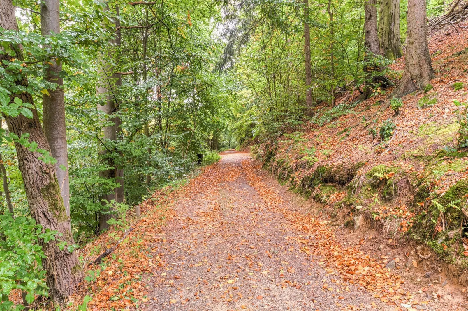 Historisches Waldhaus-Gebiete Sommer 1 km