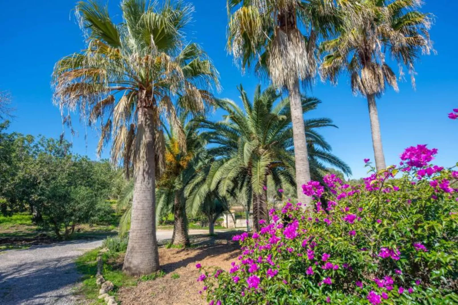 Son Poca Palla-Gardens summer
