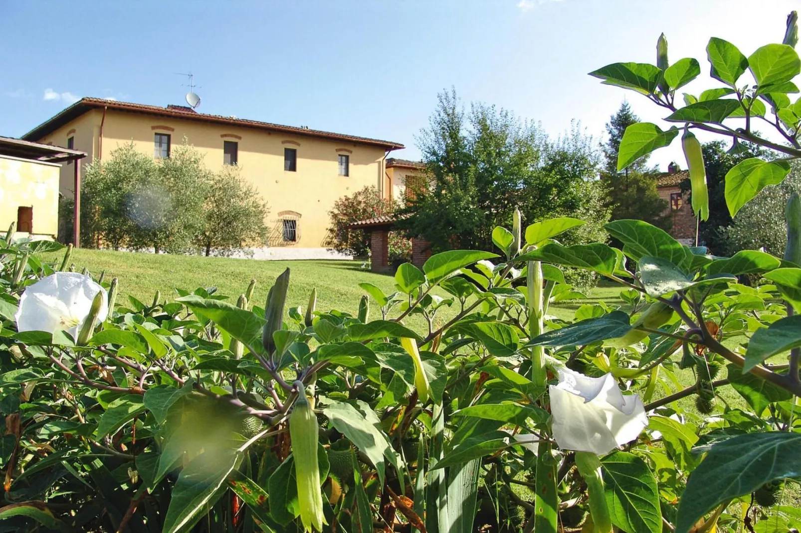Agri-tourism Poggio al Sole Vinci Type Glicine Biancospino