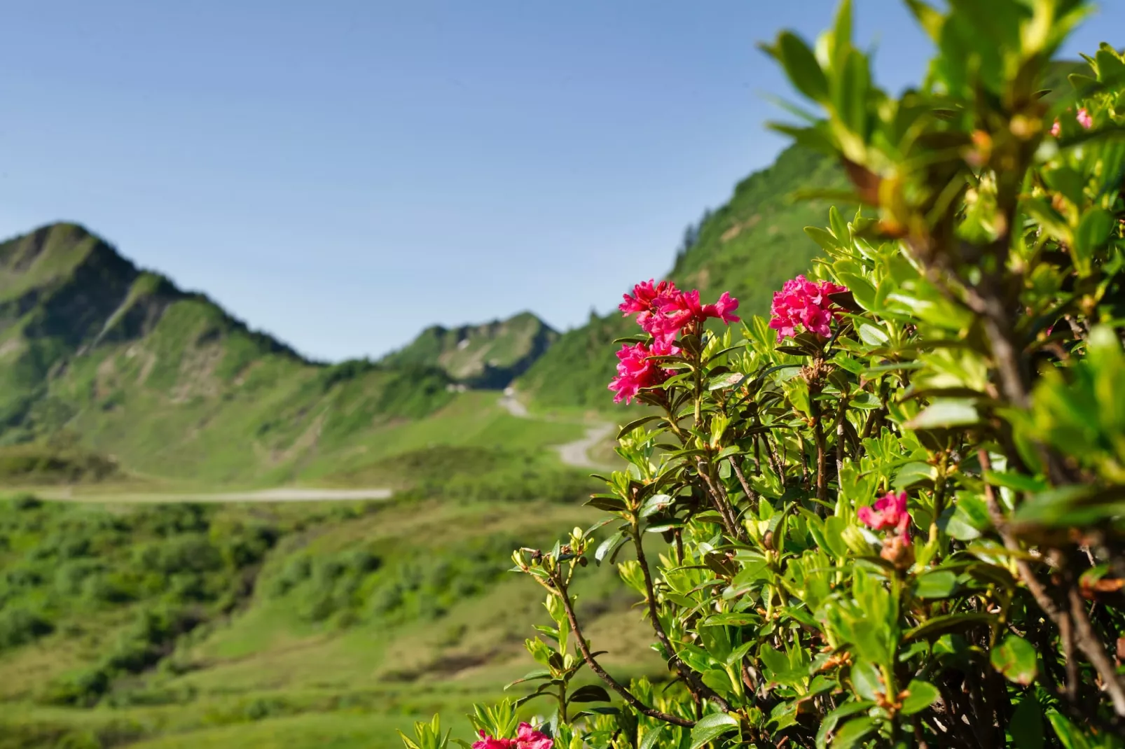 Schönblick 1-Areas summer 5km