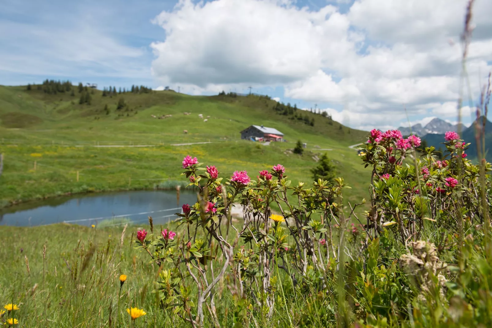 Schönblick 1-Areas summer 20km