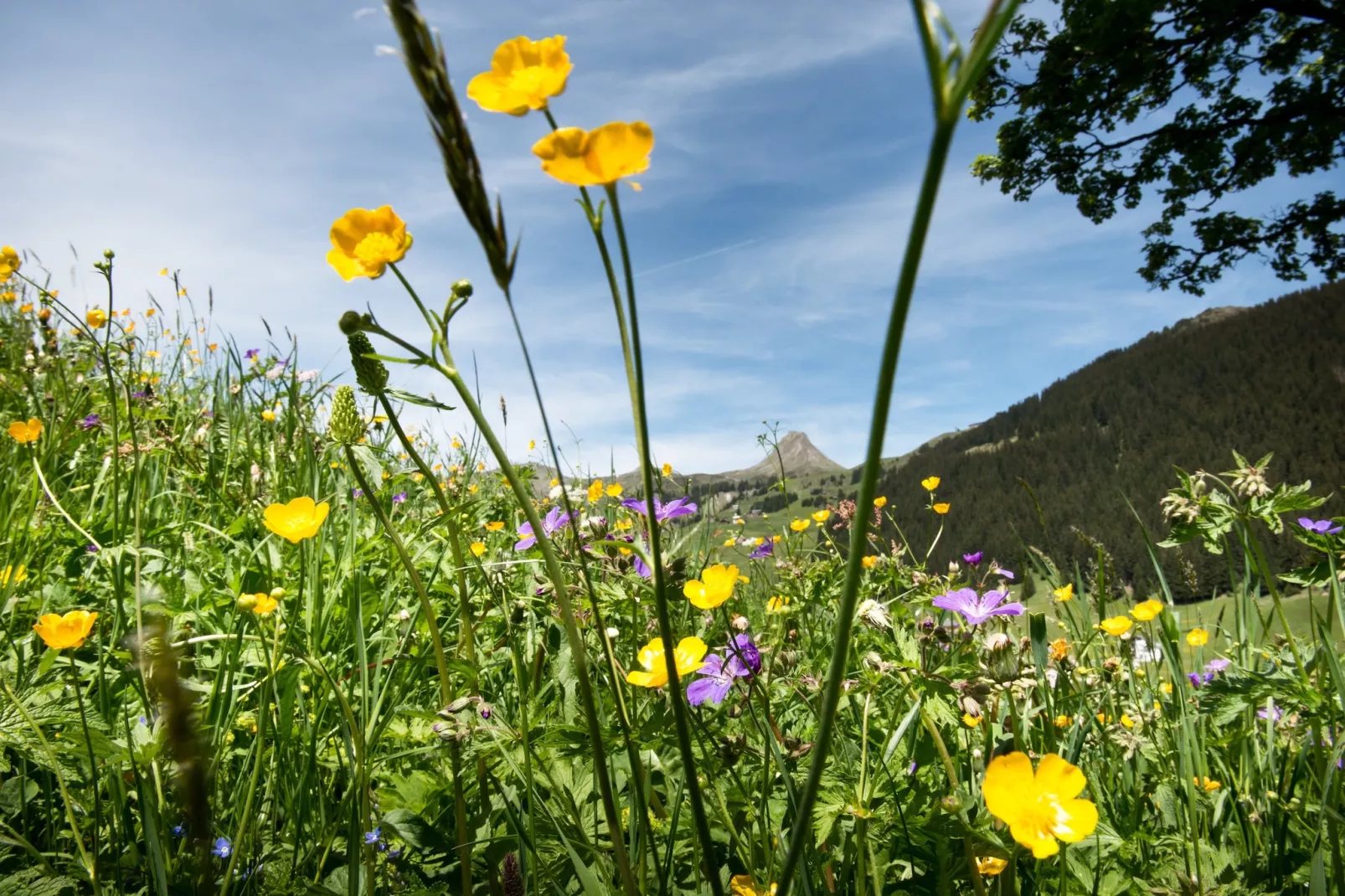 Schönblick 2-Areas summer 5km
