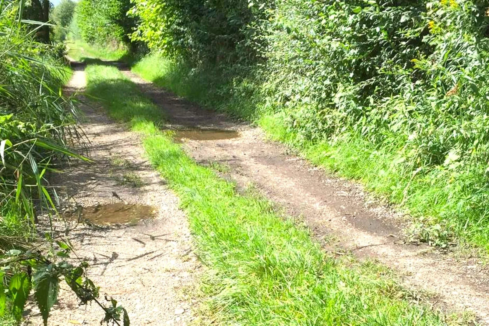 Monteurwohnung am Bauernhof-Areas summer 1km