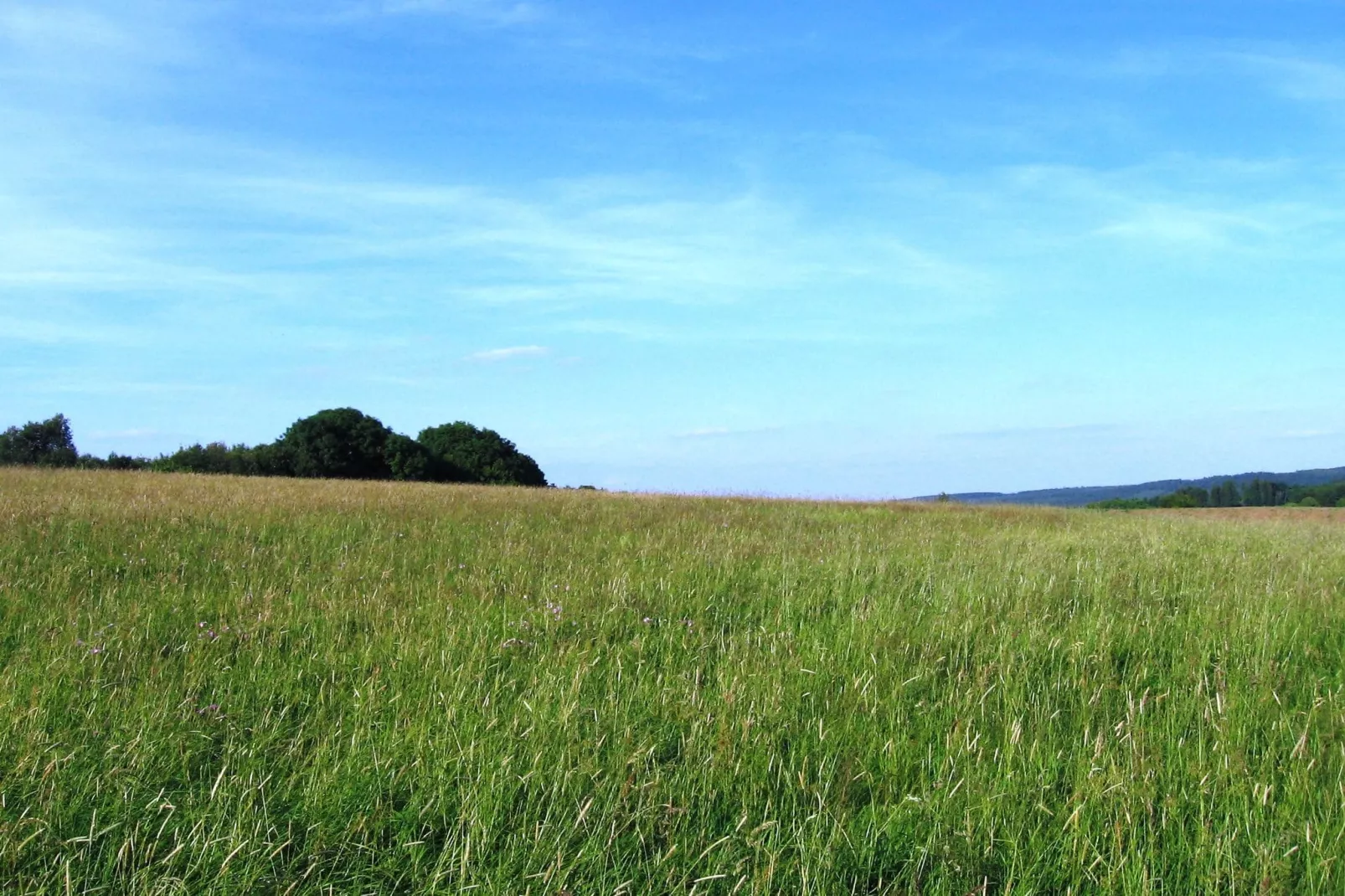 An den Wiesen-Areas within 20km in summer