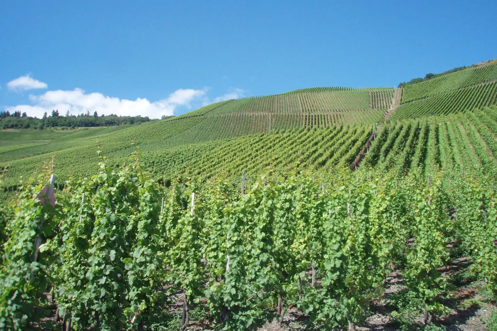 Weingut Justen-Kiebel-Areas summer 1km