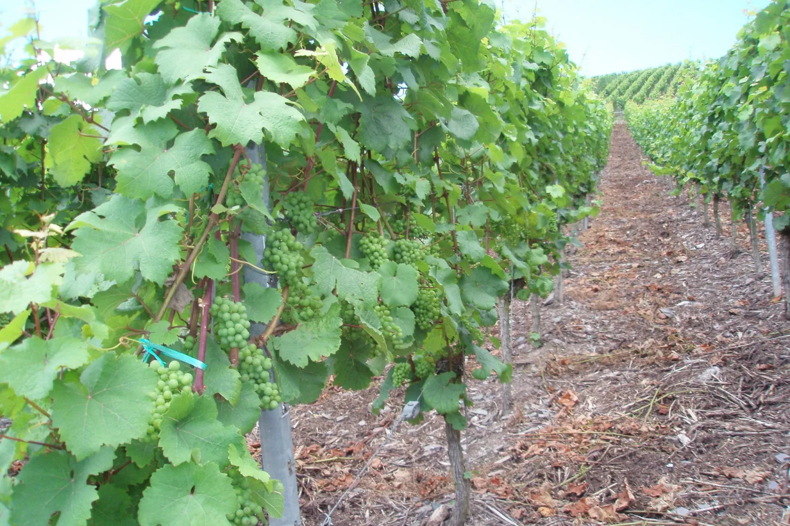 Weingut Justen-Kiebel-Areas summer 1km