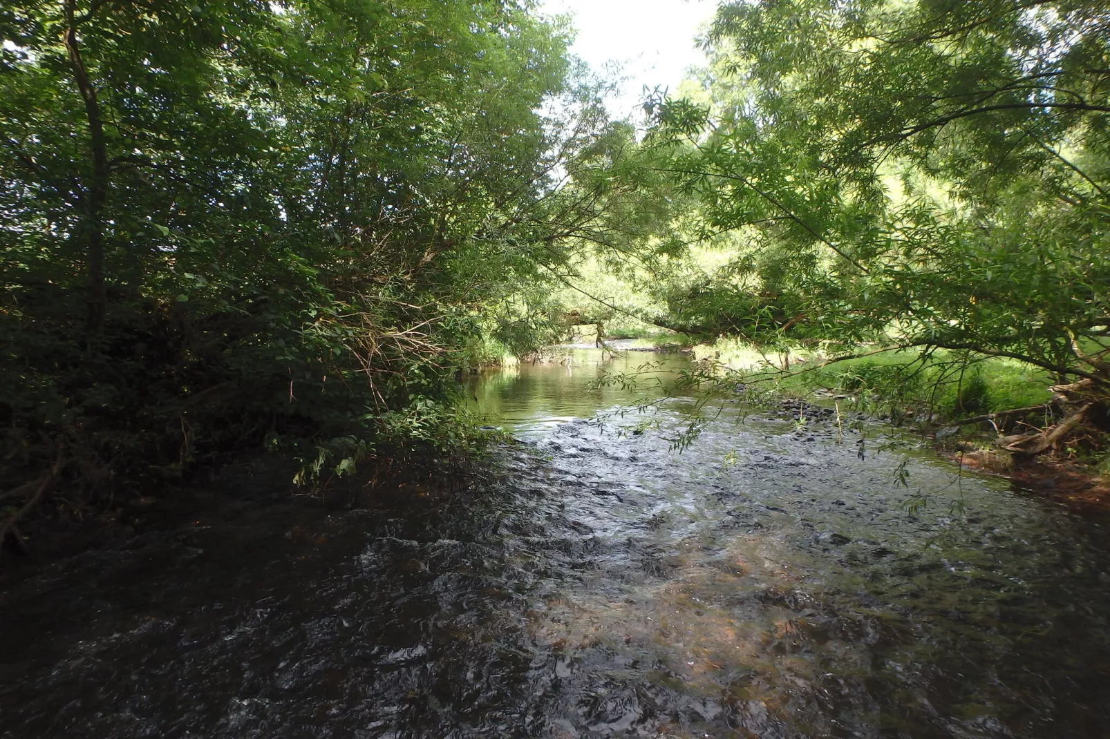 Ferienwohnung Waldblick-Gebiete Sommer 1 km