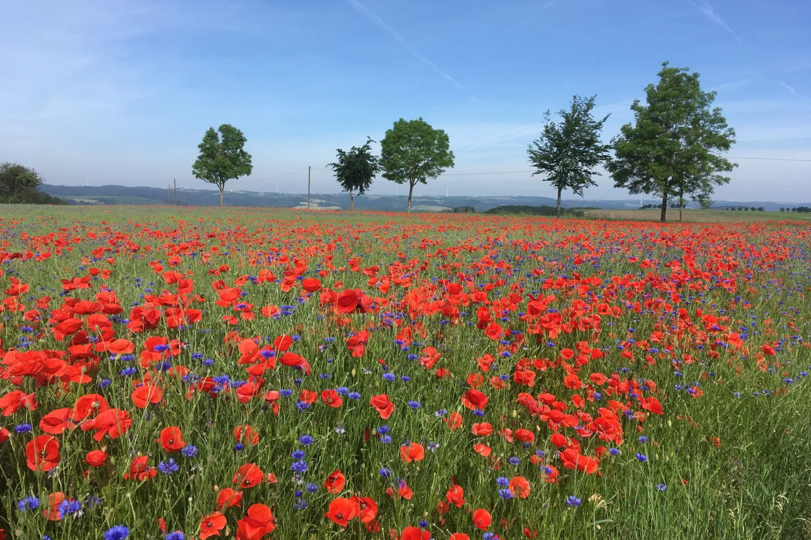Blick zu Luxemburg-Areas summer 1km