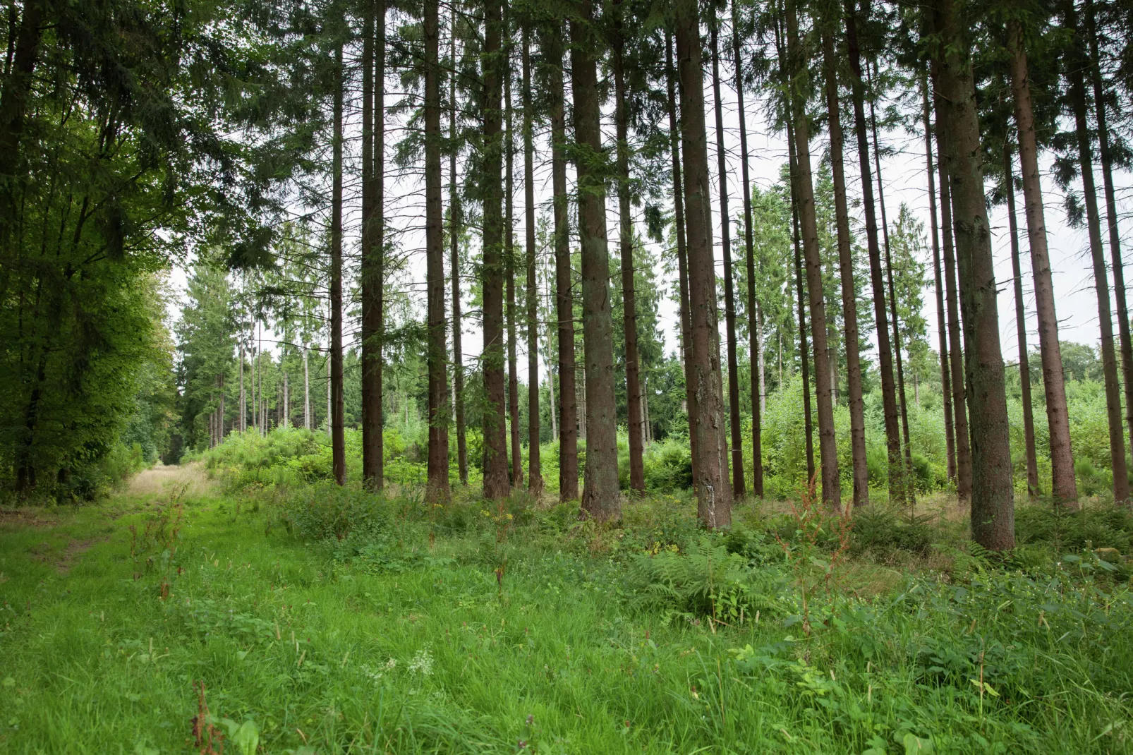 Fichtenhof-Areas summer 1km