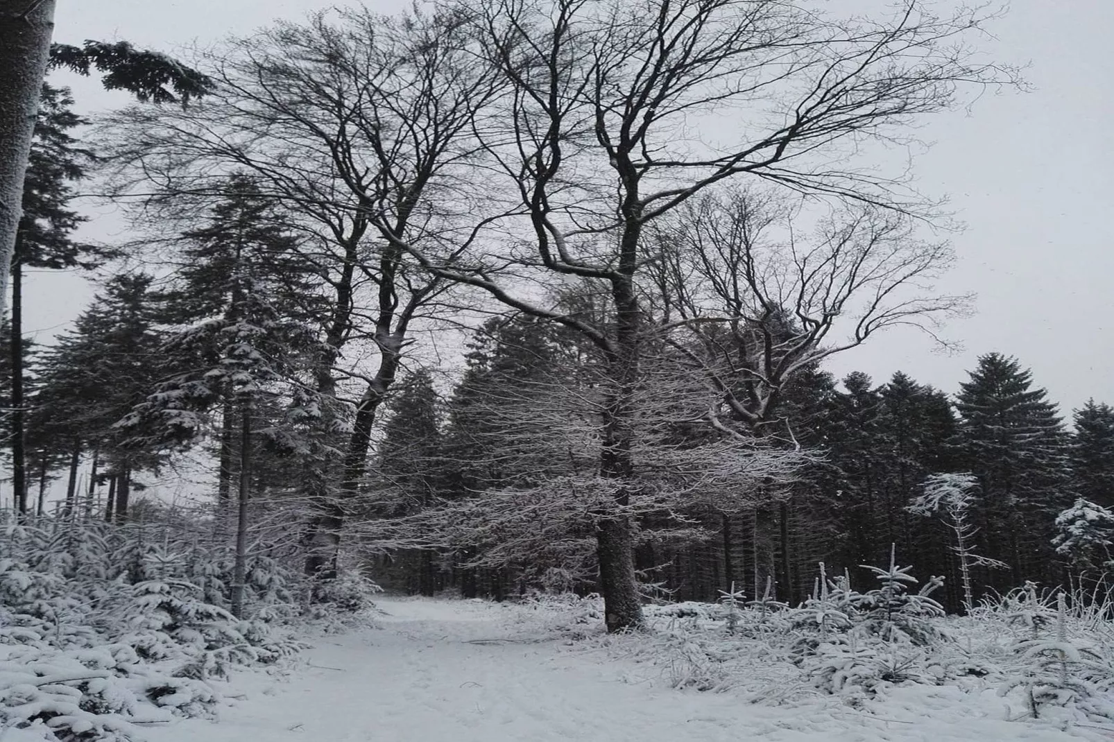 Altes Forsthaus-Area winter 1km