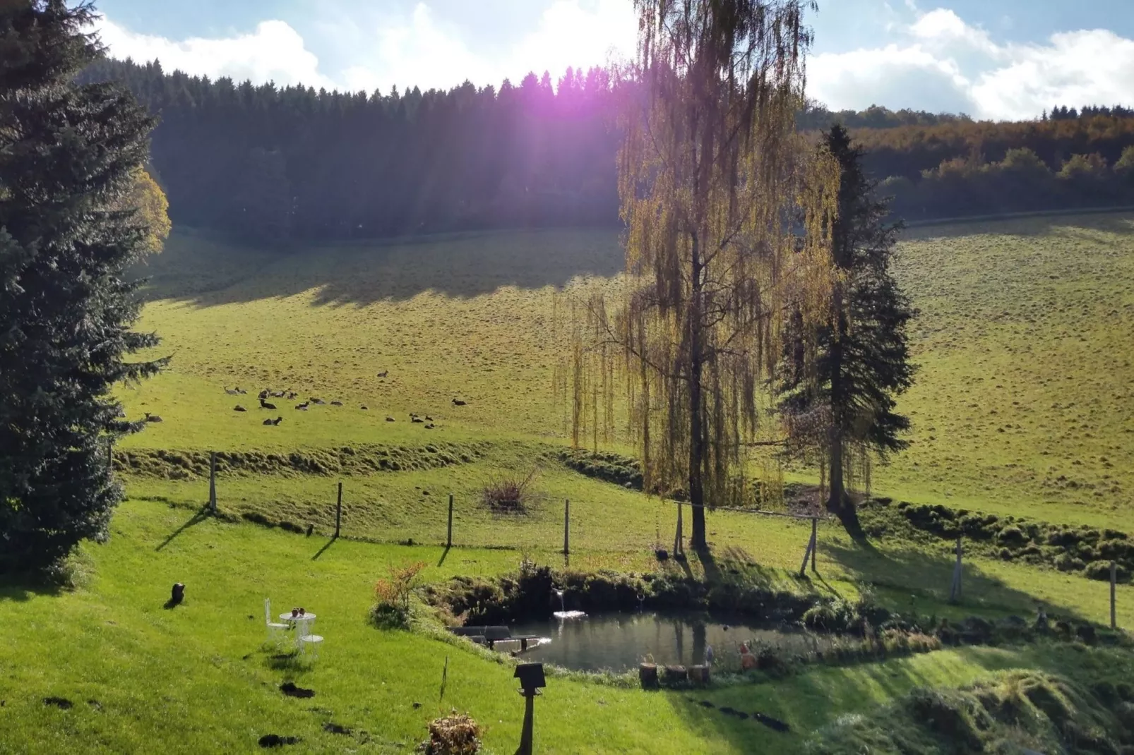 Am Damwildgehege-View summer