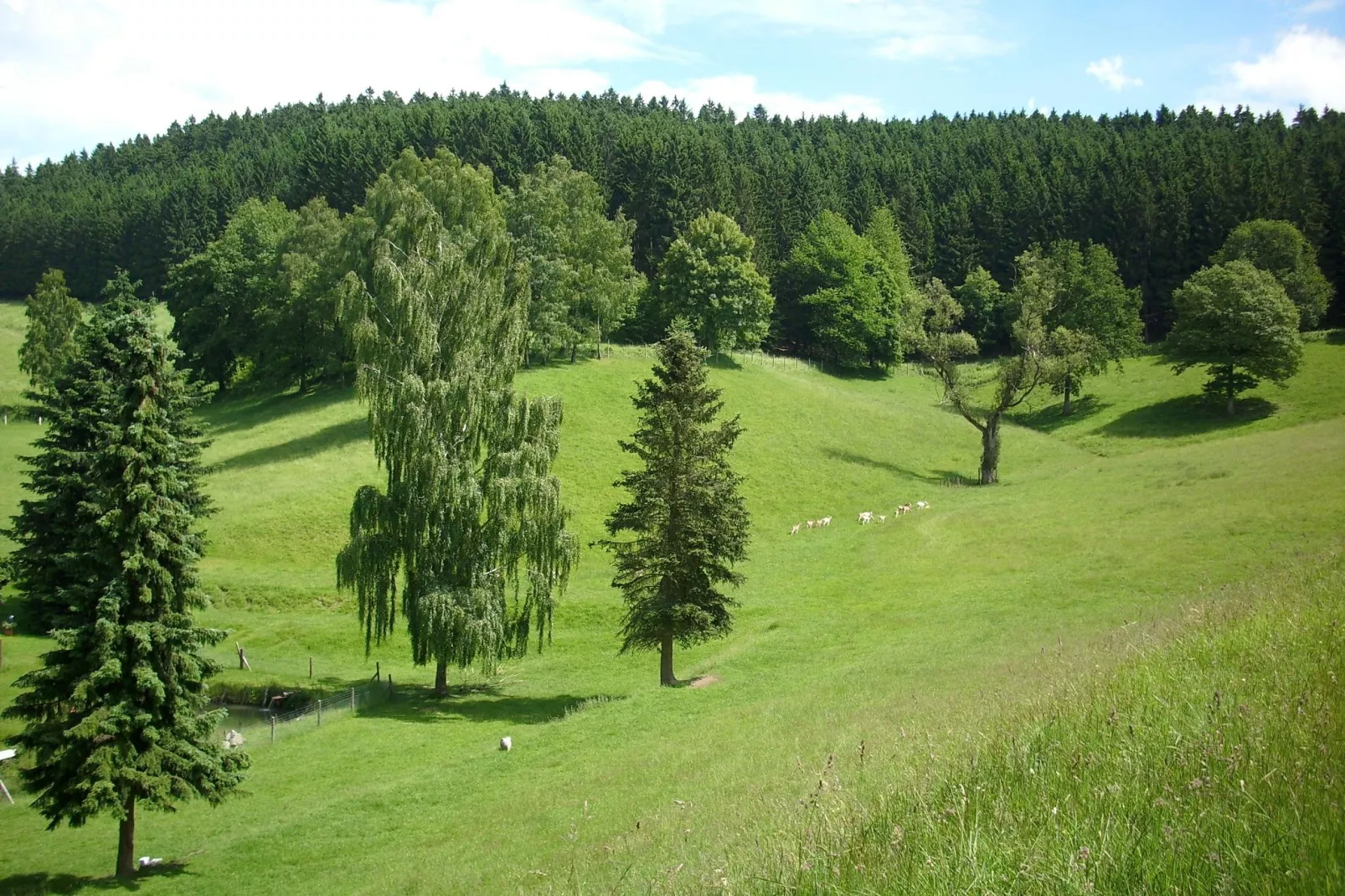 Am Damwildgehege-Areas summer 5km
