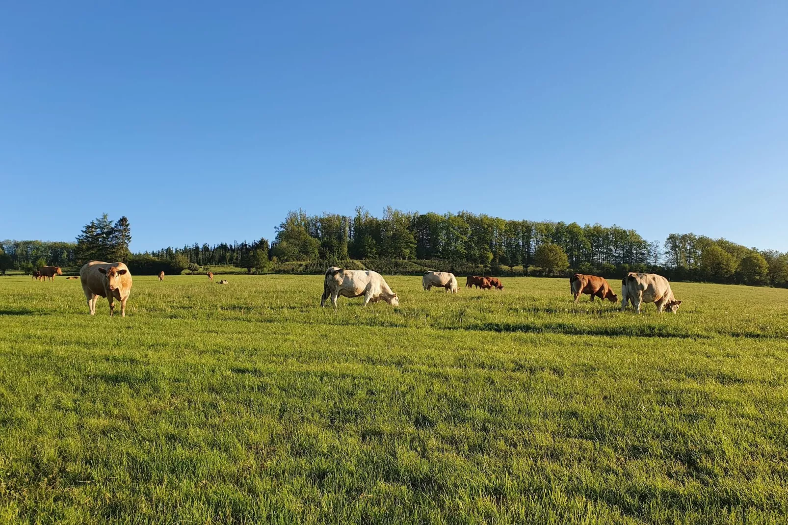 Ferienwohnung Silbecke-Gebiete Sommer 1 km