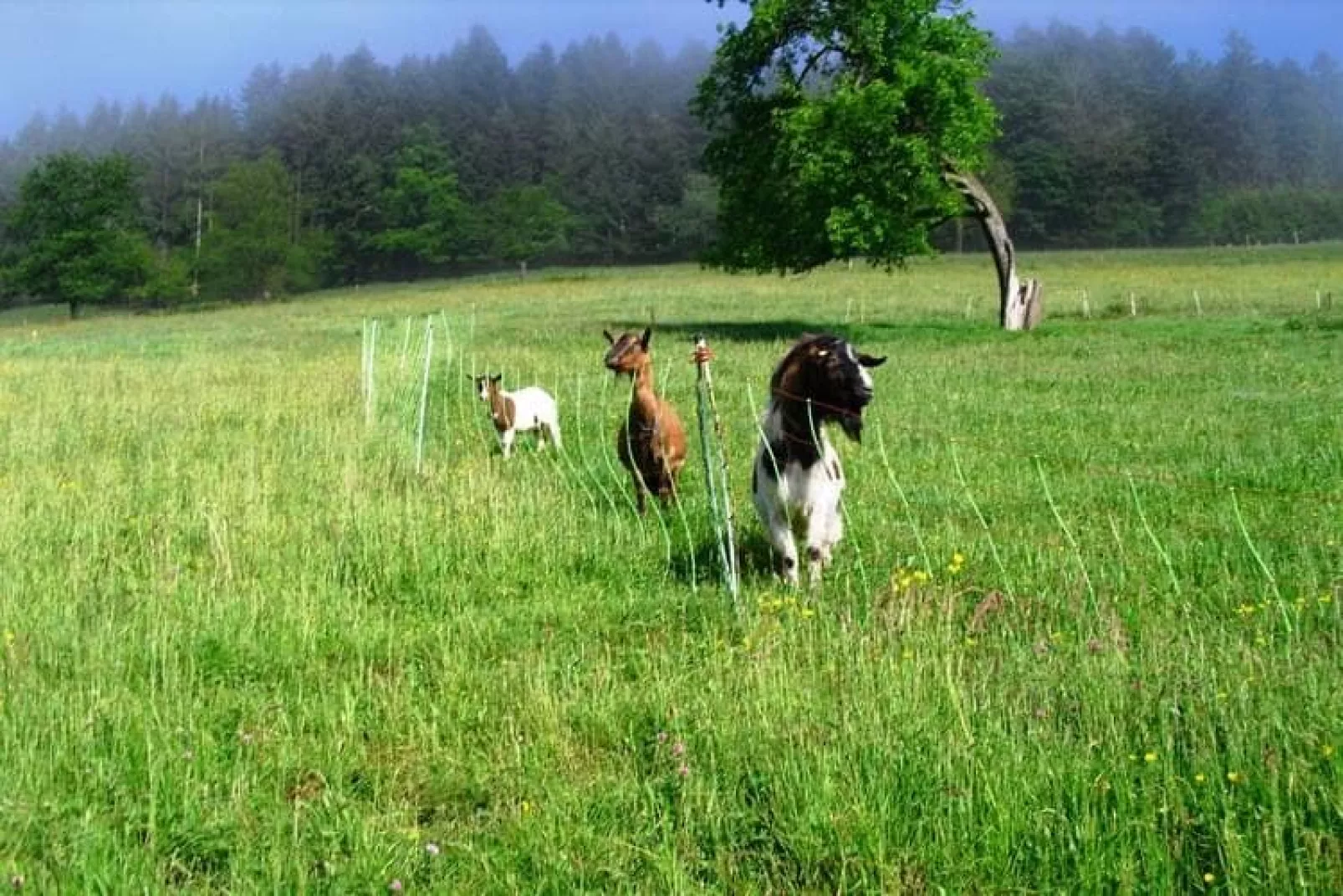 Am Stulzenhof-Areas summer 1km