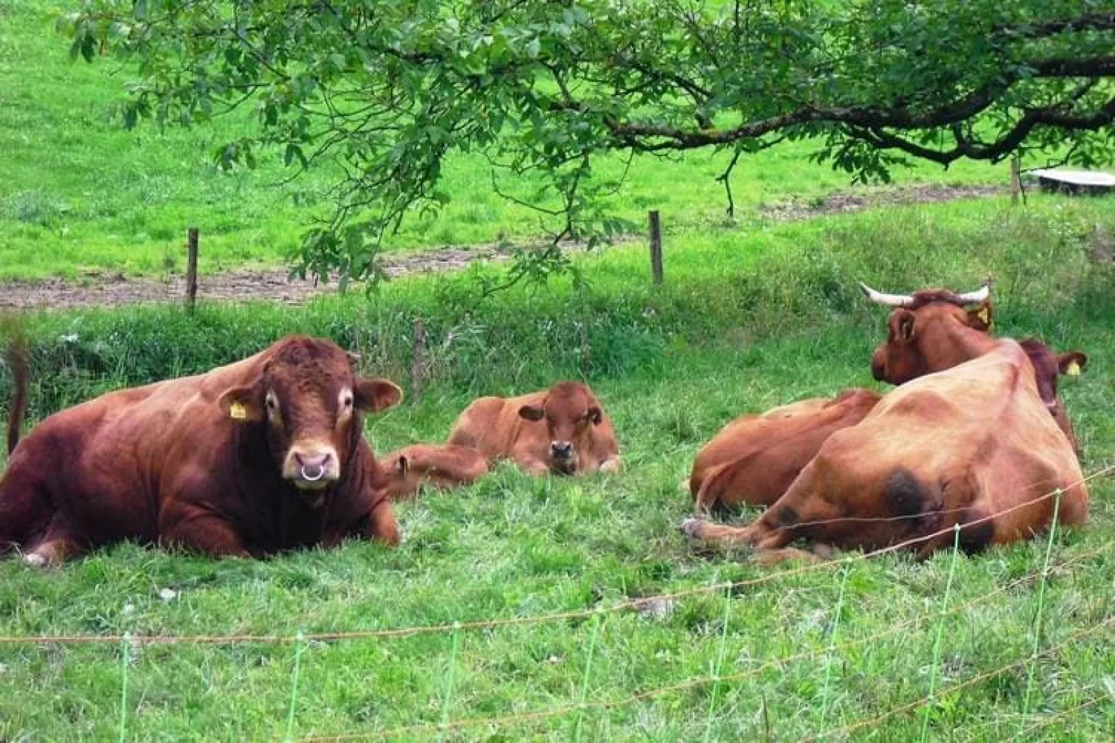 Am Stulzenhof-Areas summer 1km