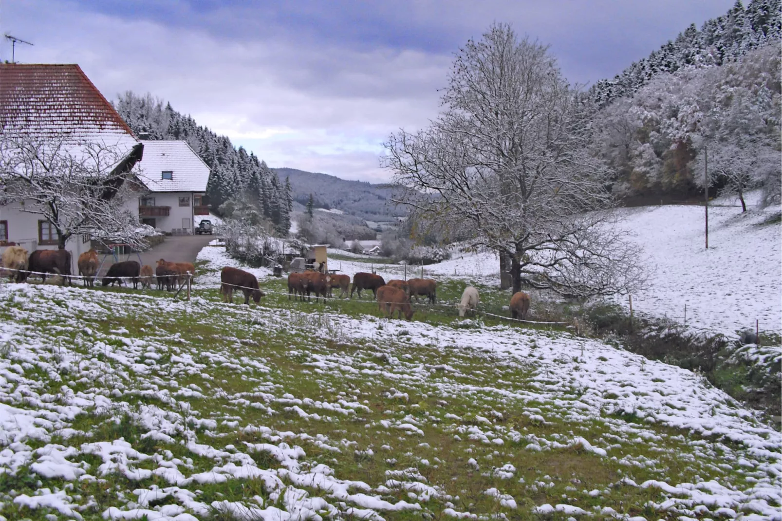 Am Stulzenhof-Garden winter