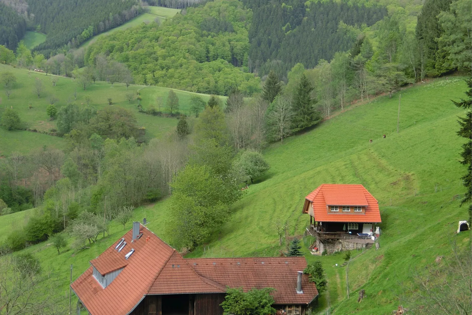 Schwarzwald-Gebiete Sommer 1 km