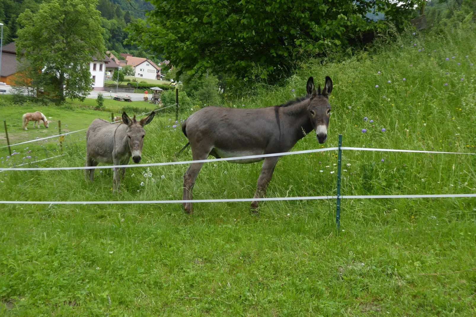 Brandenberg-Areas summer 5km