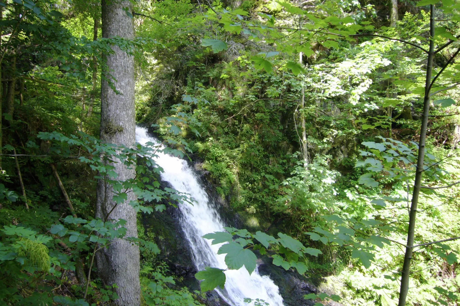 Schwarzwald-Areas within 1km in summer
