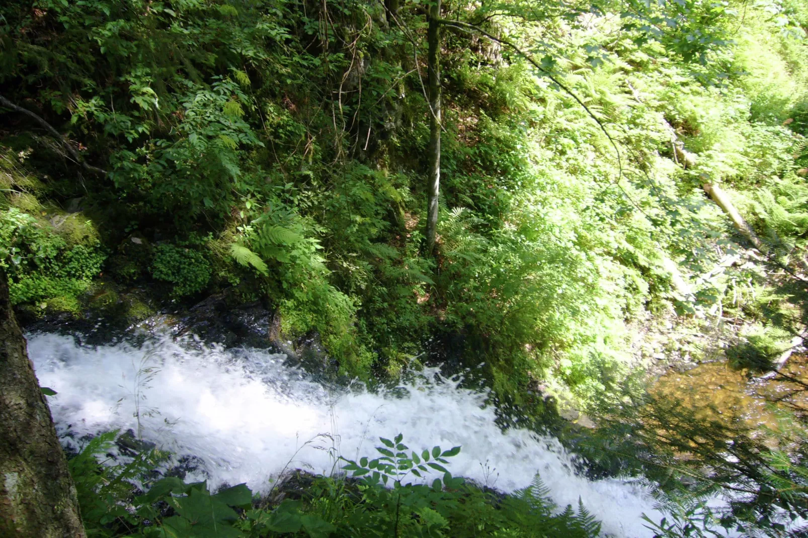 Schwarzwald-Areas within 1km in summer