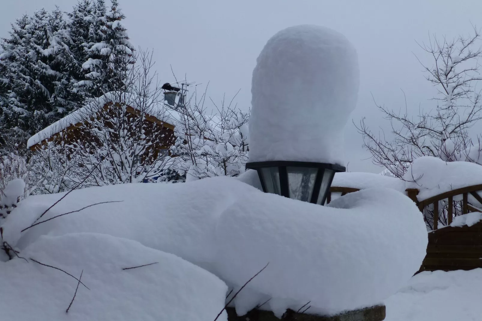 Sonnenblume-Garden in winter