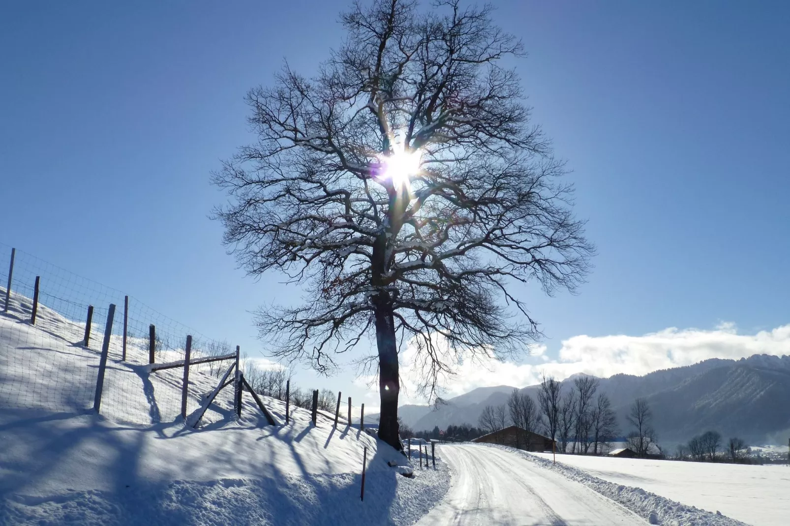 Sonnenblume-Area within 1km in winter