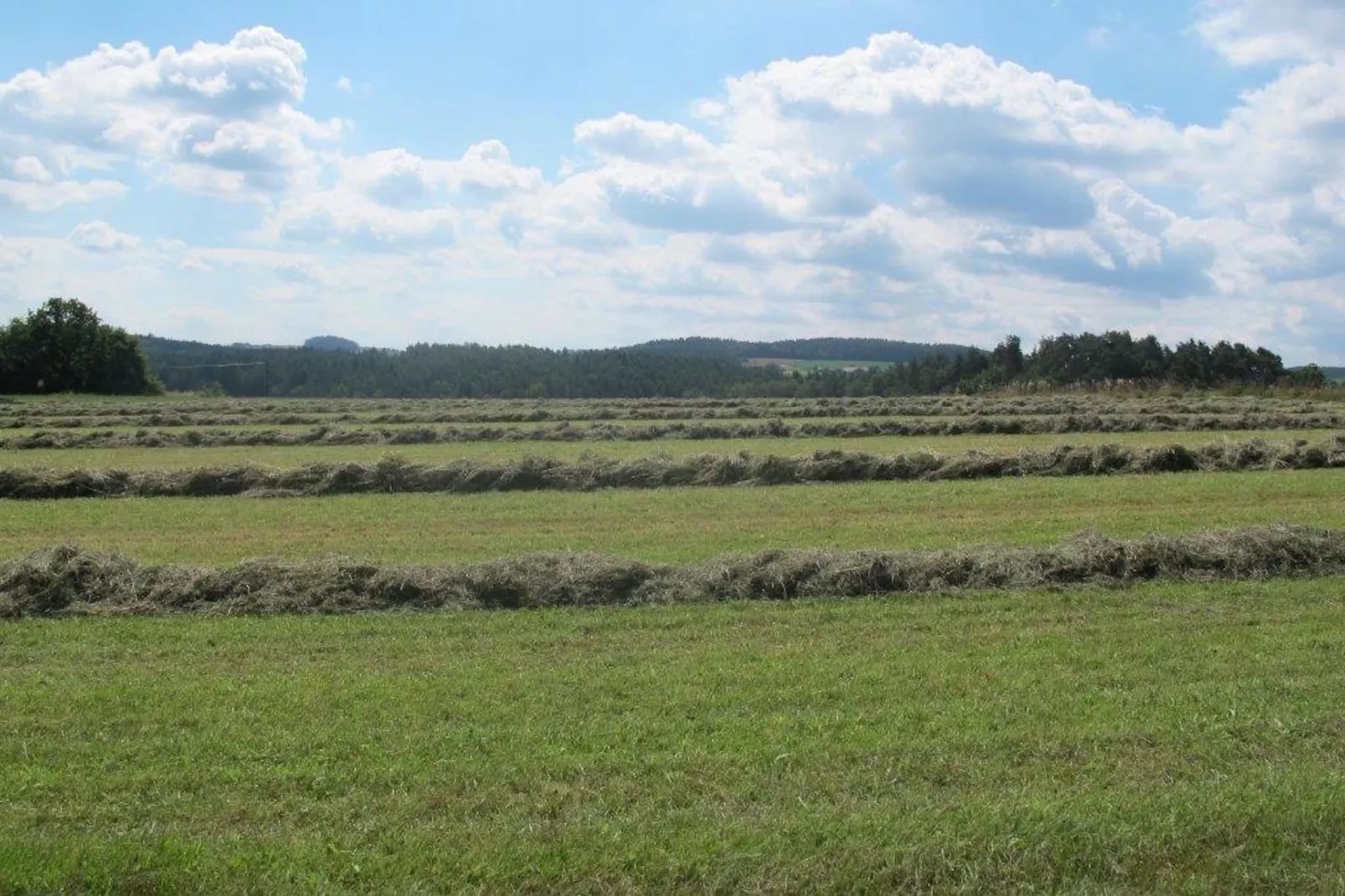 Has'n Res-Areas within 1km in summer