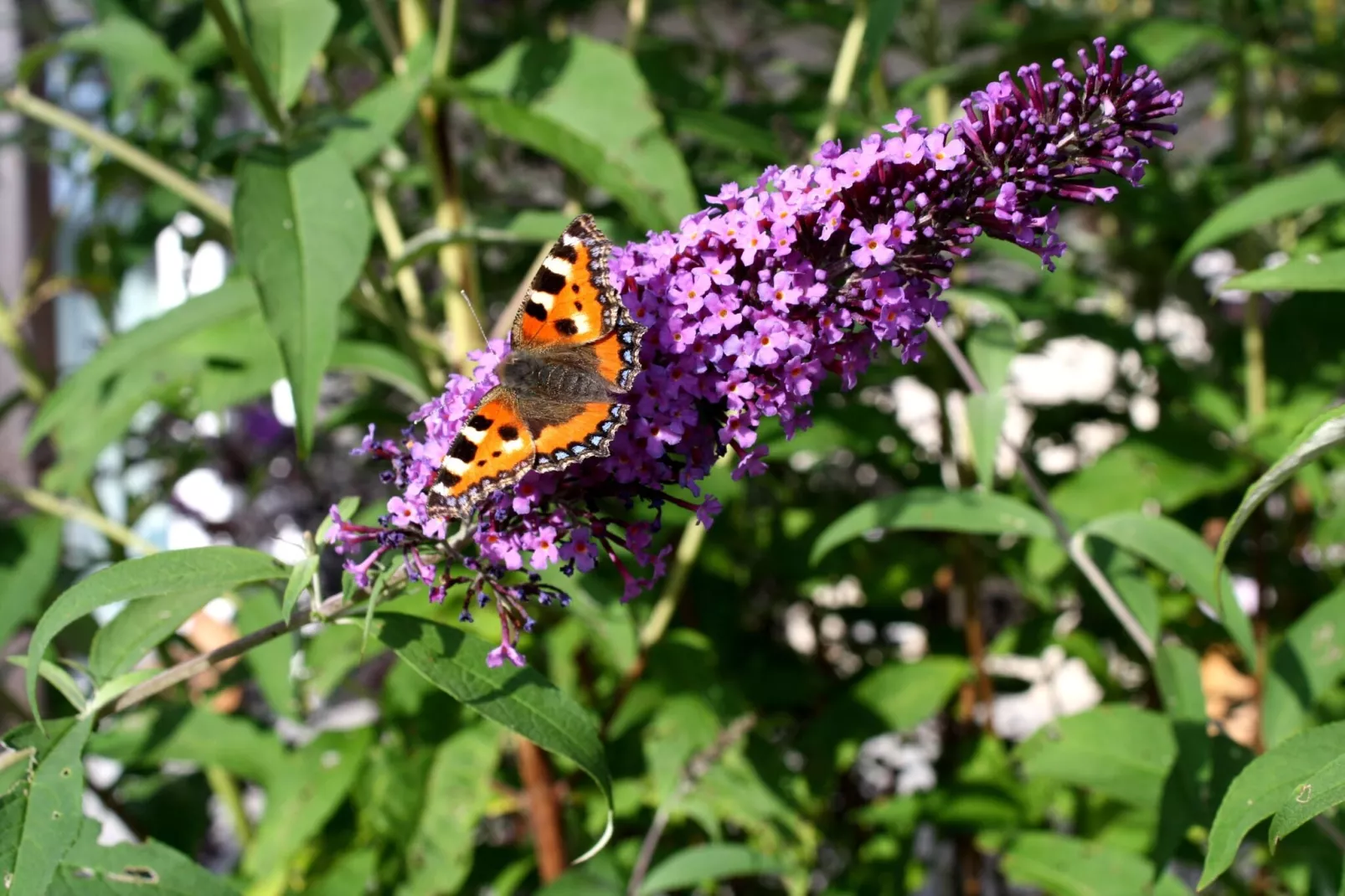 Oberer Bayerischer Wald-Gardens summer